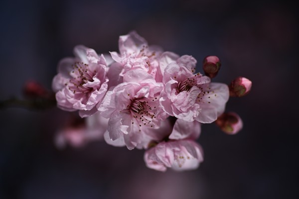 Pink Prunus Blossom Drama by Joy Watson